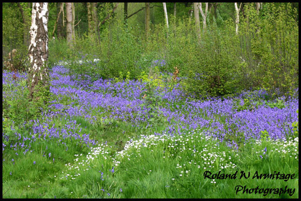 Bluebells - Essex