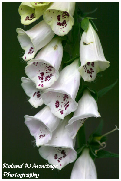 White Foxglove (Digitalis purpurea) - Essex