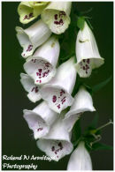 White Foxglove (Digitalis purpurea) - Essex