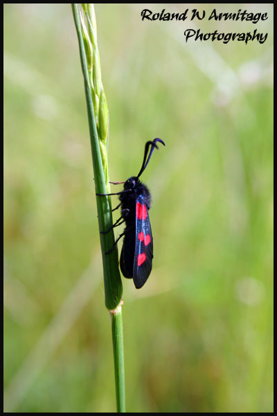 Five-Spot Burnet Moth - Essex
