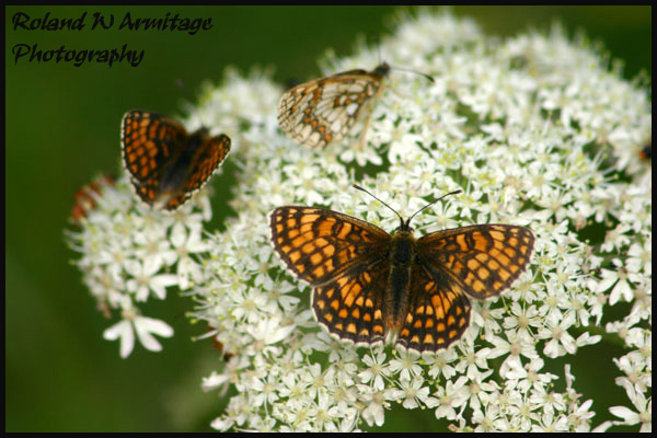 Heath Fritillary Butterfly - Essex