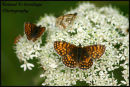 Heath Fritillary Butterfly - Essex
