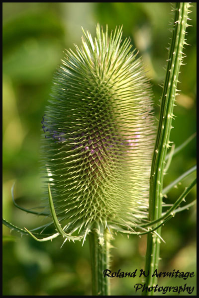 Summer Thistle - Essex