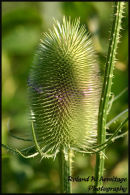 Summer Thistle - Essex