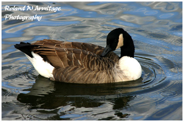 Canada Goose