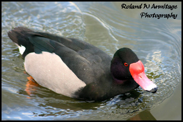 Rosy-Billed Pochard (Netta peposaca)