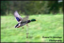 Mallard - In Flight