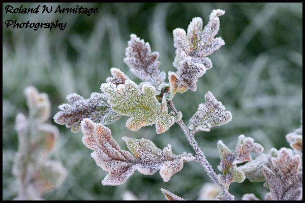 Frosty Oak Leaves
