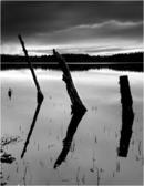 3 Dead Trees - Loch Garten