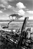 Hawthorn and Drystone Dyke - Hastigrow