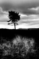 Lone Pine and Rushes - Scolty Hill