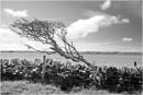 Wind Blown Hawthorn - Hastigrow