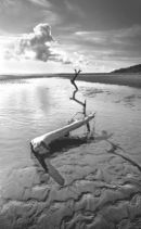 "Jetsam" - St Cyrus