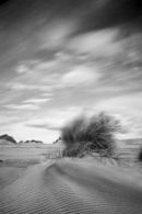"Windswept" - Balmedie