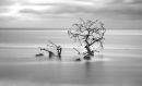 Mangrove
