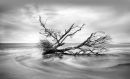 Uprooted #1