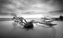 Uprooted #4