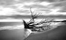 Uprooted #3