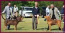 Danish Bloodhound Club Show
