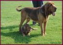 Cammonstone Jupiter & Scentall Legend