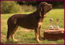 Jubilant with 3 Show Trophies