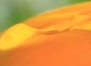 delicate detail