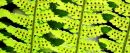 Fern