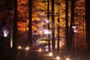 Enchanted woods