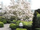 Magnolia