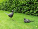 Pheasnts