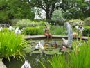 Pond with lilies and Sunshine