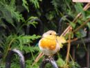Robin