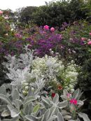 Rose border