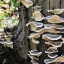 Fungi