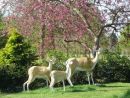 Fallow Deer