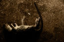 Catkill series 2009
