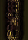 stratum 4