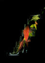 'segment' series  2007-2008