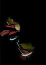 'segment' series  2007-2008