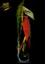 'segment' series  2007-2008