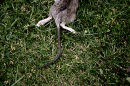 Catkill series 2009
