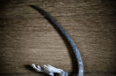 Catkill series 2009