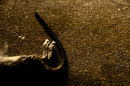 Catkill series 2009