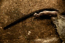Catkill series 2009