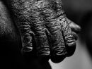 Chimp's hand