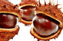 Conkers