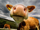 Cow 700121