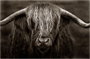 Cow horn...
