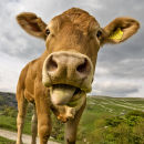 Cow...pulling tongue out