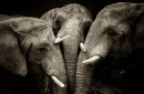 Elephant Trio